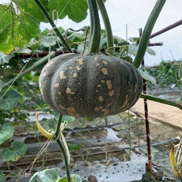 Fresh Xiangmi Small Pumpkin Seeds Oblate Shape Delicate Texture