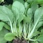 Fresh Pakchoi Seeds Pakchoi Seeds F1 Hybrid PakchoiTender Low Fiber Vegetables Grow