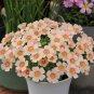 Fresh Oxalis obtusa Rouge Moon Flowering Bulbs – Blush Pink Winter BloomsPots