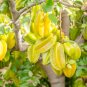 Fresh Starfruit Seeds (Averrhoa carambola L.) – Tropical Evergreen Tree