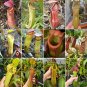 Fresh Nepenthes mirabilis Seeds Mixed – Grow Your Own Exotic Carnivorous Pitcher s