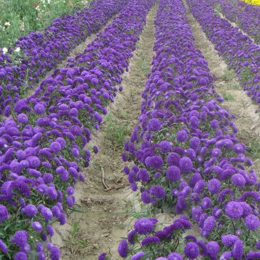 Fresh t Blue China Aster Seeds &acirc;�� Maiden Series Double Petal Blooms 20 30cm Compact