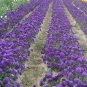 Fresh t Blue China Aster Seeds – Maiden Series Double Petal Blooms 20 30cm Compact