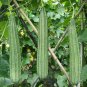Fresh Meiling No.2 Luffa Seeds Hybrid Vigorous Growth Long Luffa Stable Harvests