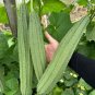 Fresh Meiling No.1 Luffa Seeds Hybrid Angular Loofah Vigorous Growth
