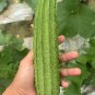 Fresh Yuanhua No.1 Large edLuffa Seeds F1 Hybrid Luffa Thick
