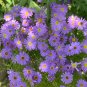 Fresh Blue Swan River Daisy Seeds – Vibrant Blue BrachyscomeBorders Pollinator