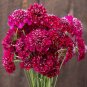 Fresh Scabiosa atropurpurea Red Flower Seeds – Pincushion Mourningbride Cold Hardy