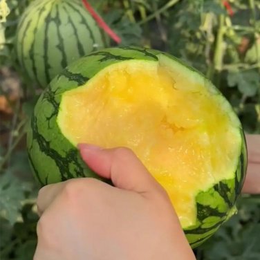 Fresh Yellow Watermelon Seeds Sugar Globe Petite Watermelon Seeds 12 13&Acirc;&deg;Brix