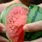 Fresh Sugar Globe Petite Watermelon Seeds Small Watermelon Seeds