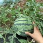 Fresh Rock Sugar Kirin No.2 Watermelon Seeds Qilin No.2 Watermelon