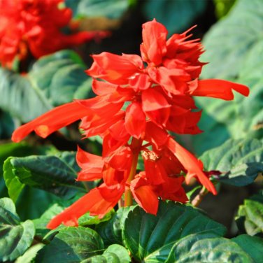 Fresh Scarlet Sage Seeds Salvia splendens
