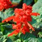 Fresh Scarlet Sage Seeds Salvia splendens