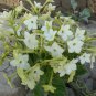 Fresh Flowering Tobacco Seeds Nicotiana alata