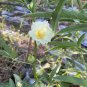 Fresh White Roselle Seeds Hibiscus sabdariffa