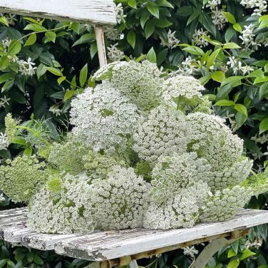 Fresh Bishop s Weed Seeds Ammi visnaga