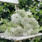 Fresh Bishop s Weed Seeds Ammi visnaga