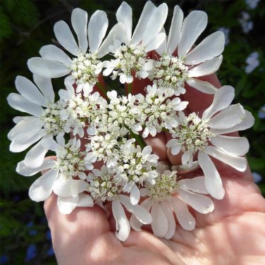Fresh White Laceflower Seeds Orlaya grandiflora