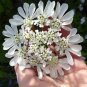 Fresh White Laceflower Seeds Orlaya grandiflora