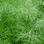 Fresh Dill Seeds Anethum graveolens
