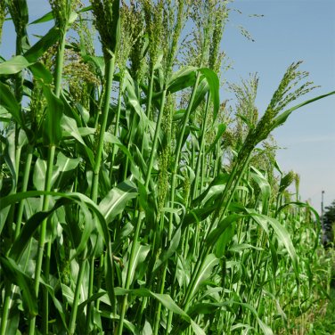 Fresh High Sugar Sweet Sorghum Seeds