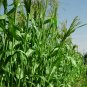 Fresh High Sugar Sweet Sorghum Seeds