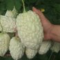 Fresh Apple Type Bitter Melon Seeds