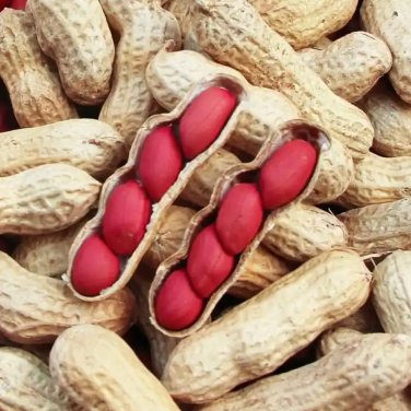 Fresh Four Kernel Red Peanut Seeds Fast Growing