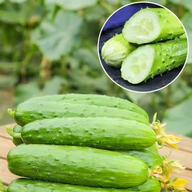 Fresh Dutch Pickling Cucumber Seeds