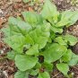 Fresh New Zealand Spinach Seeds