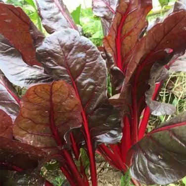 Fresh Red Leaf Chard Seeds