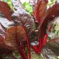 Fresh Red Leaf Chard Seeds