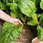 Fresh Golden Leaf Chard Seeds