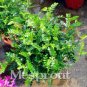 Fresh Pistacia Weinmannifolia Tree Seed Home Garden Plant Evergreen