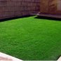 Fresh Korean Lawn Grass (Zoysia Tenuifolia) Evergreen Lawn Seeds