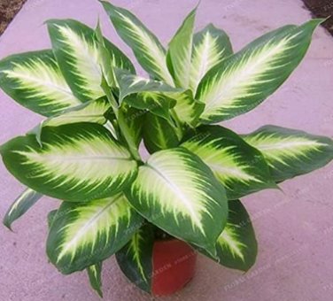 Fresh Heirloom Aglaonema Spp Green Taro Seed Indoor Plant (Color: 1)