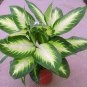 Fresh Heirloom Aglaonema Spp Green Taro Seed Indoor Plant (Color: 1)