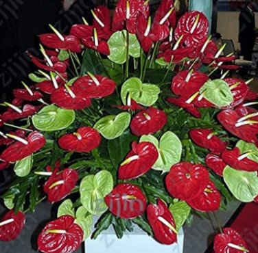 Fresh Anthurium Seed Balcony Potted Plant Anthurium Flower