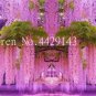 Fresh Wisteria Seeds (Color: 21)