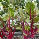 Fresh Red Swiss Chard Seeds