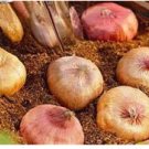Fresh A Set Vaniot Houtt Flower Gladiolus Bulb