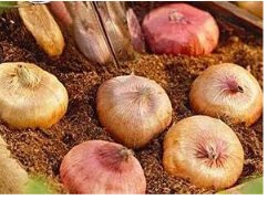 Fresh A Set Vaniot Houtt Flower Gladiolus Bulb