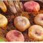 Fresh A Set Vaniot Houtt Flower Gladiolus Bulb