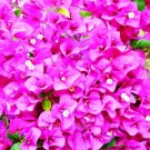 Fresh Brazil Bougainvillea Seed (Color: 1)