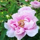 Fresh  Paeonia suffruticosa Andr Tree Peony Seed (Color: 20)