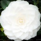 Fresh Camellia Seed Double Flap Common Camellia Flower (Color: 4)