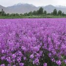Fresh Dame s Rocket (Hesperis Matronalis) Flower Seeds