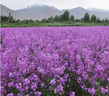 Fresh Dame s Rocket (Hesperis Matronalis) Flower Seeds