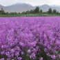 Fresh Dame s Rocket (Hesperis Matronalis) Flower Seeds