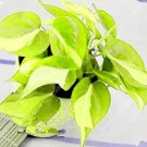 Fresh Philodendron Plant Seeds Indoor Air Purification (Color: 4)